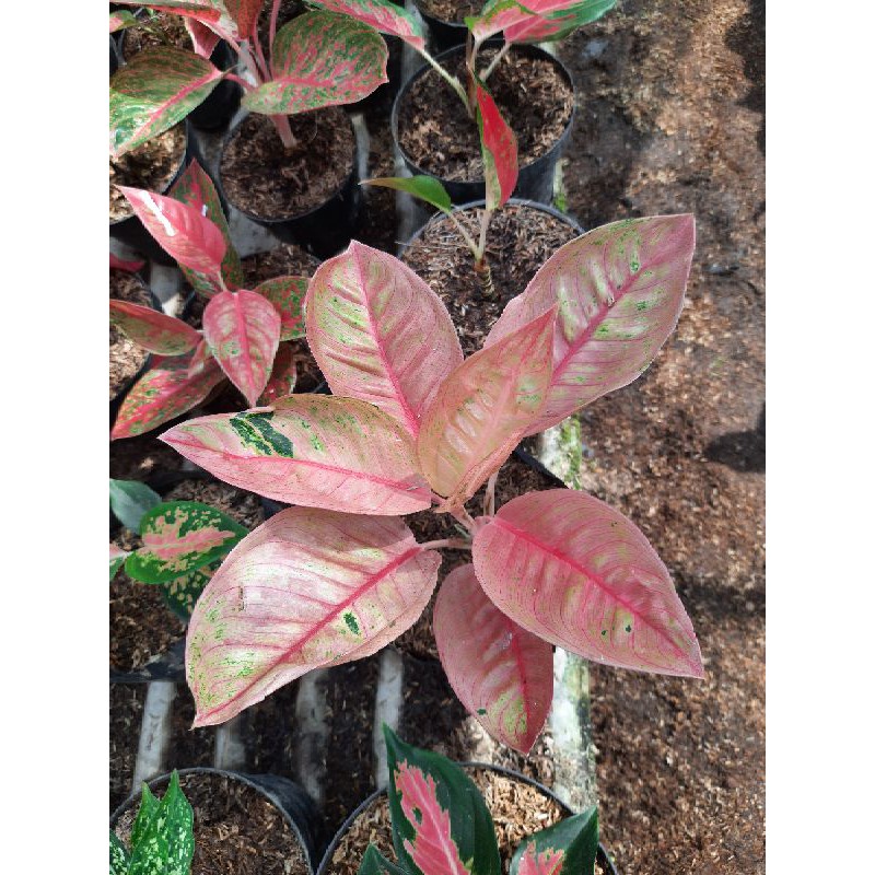 bunga aglonema romantic love(rl)