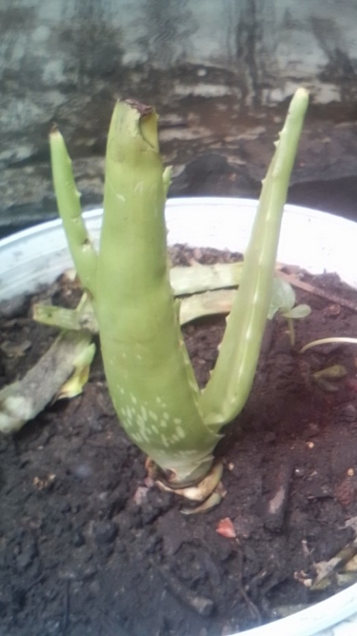 Bibit Tanaman Lidah Buaya Jumbo Sinensis (±10-25cm)