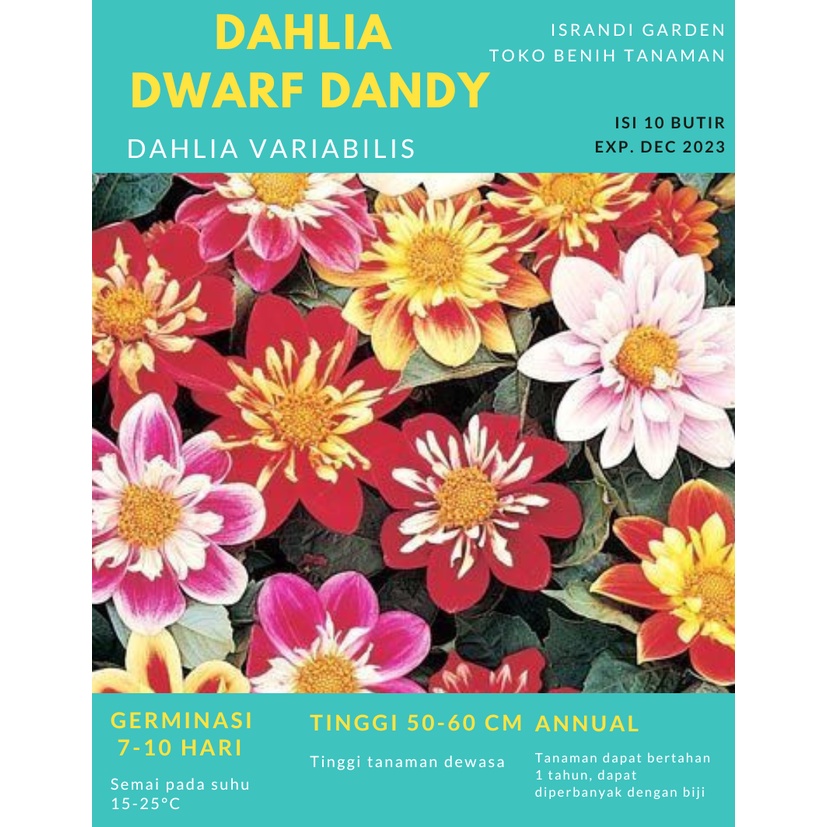 Dahlia Dwarf Dandy  10 Biji (Benih Biji Bibit Tanaman Bunga)