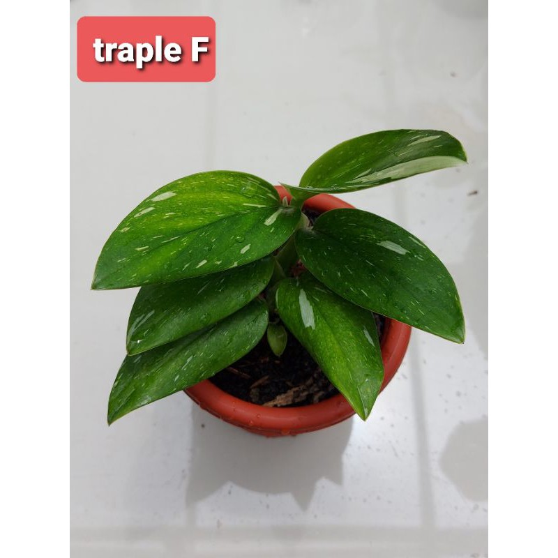 Tanaman Hias Philodendron Standleyana Marble | Philo Variegata | Daun Varigata