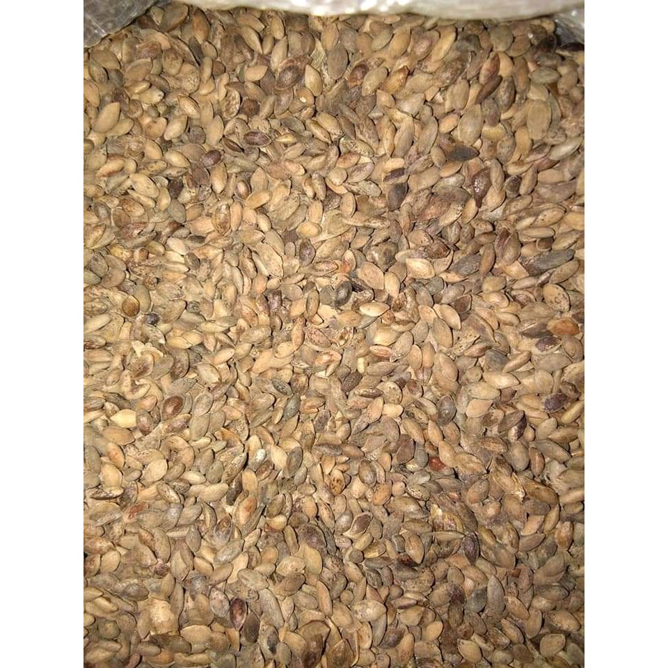 Biji Pinus mercusi 1 kg
