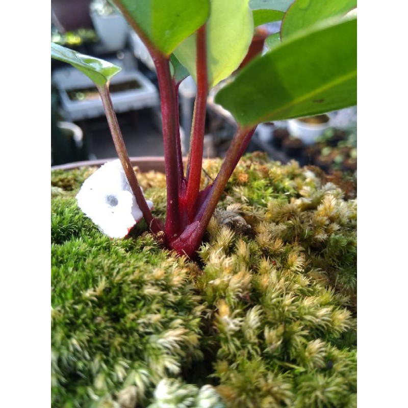 Anthurium hokeri super red
