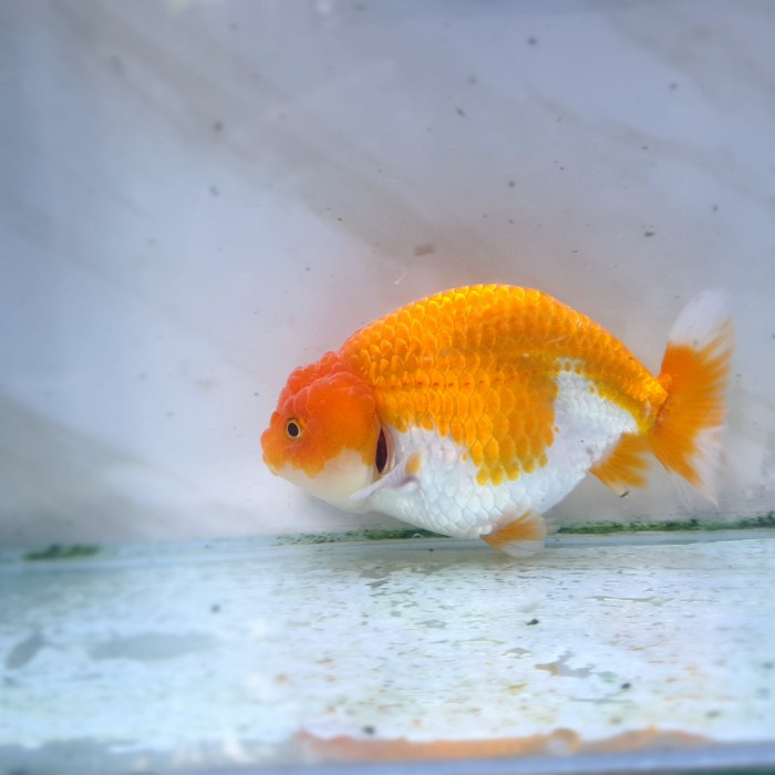 Ikan mas koki Ranchu Black-Gold Rapih / ikan hias aquarium