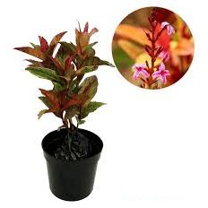 Tanaman Melati Jepang Merah