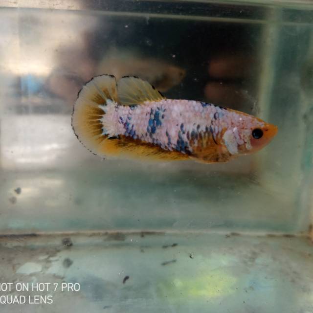 Cupang Plakat Female Yellow Fancy Sesuai Foto