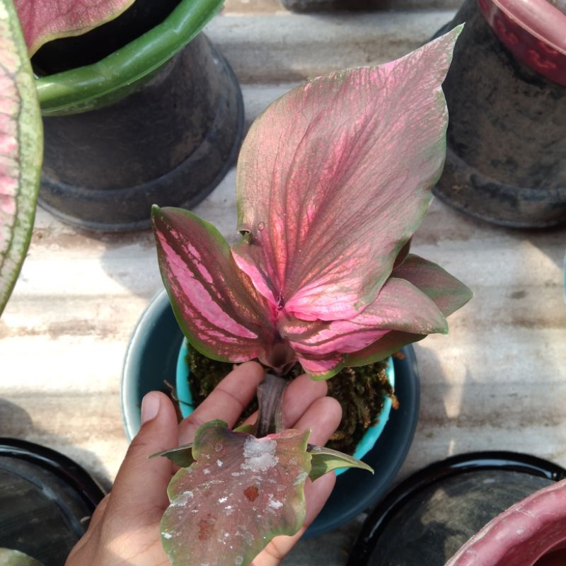 caladium red kujang