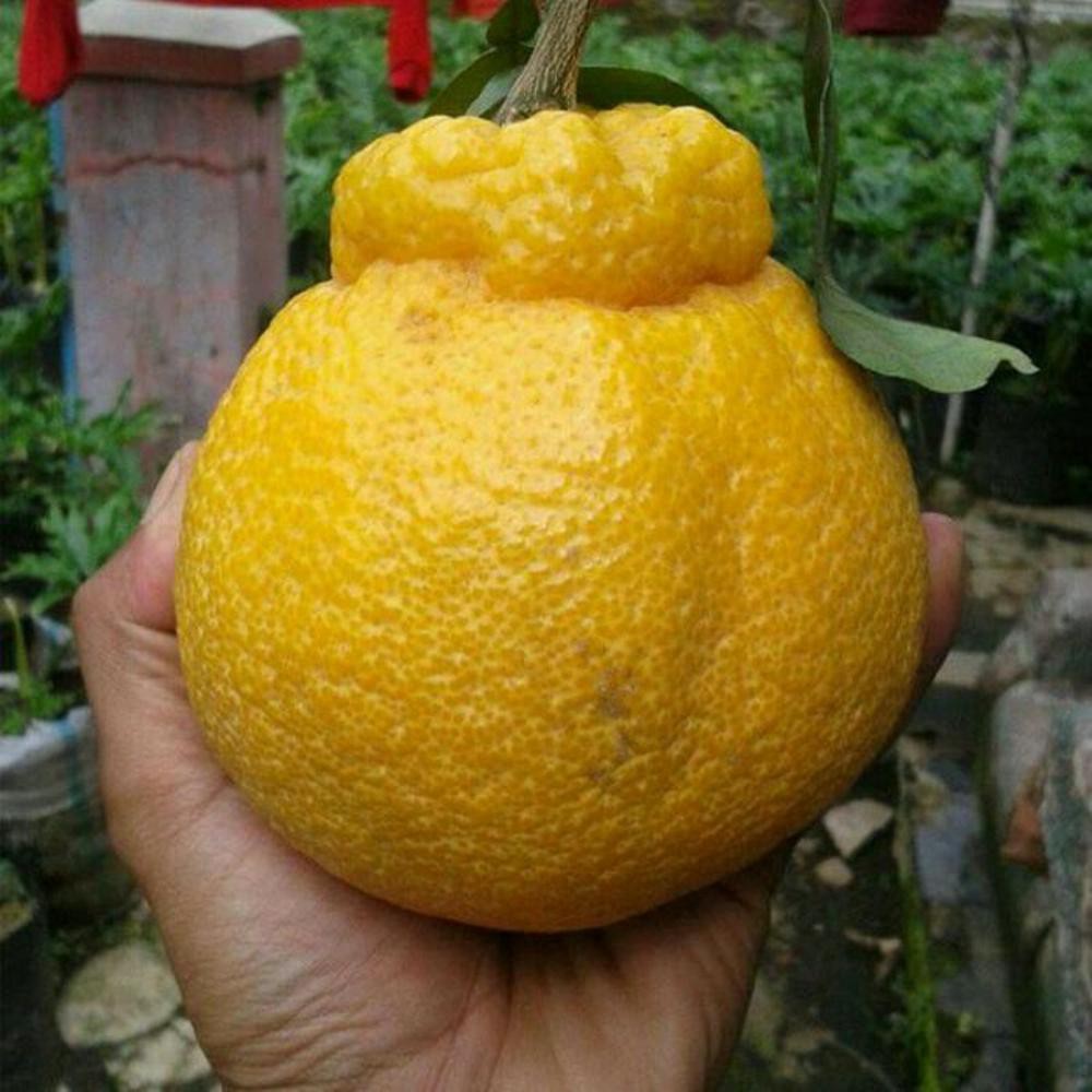 Bibit jeruk dekopon hasil okulasi cepat berbuah