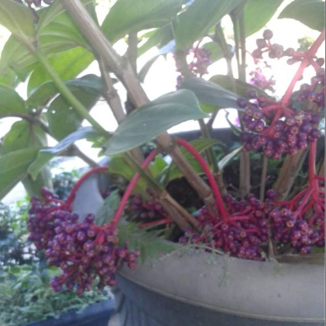 

Buah parijoto muria