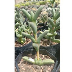 sekulen kapsul/sekulen murah