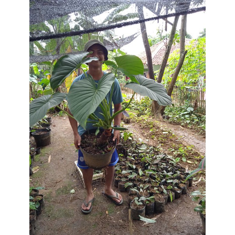 homalomena... keladi homalomena daun hijau/daun gelombang