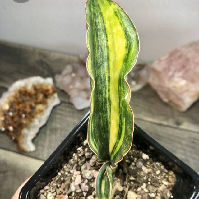 sansevieria sansevieria macrophylla variegated