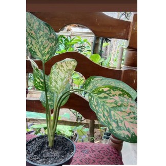 Aglonema Ruby Chiangmay