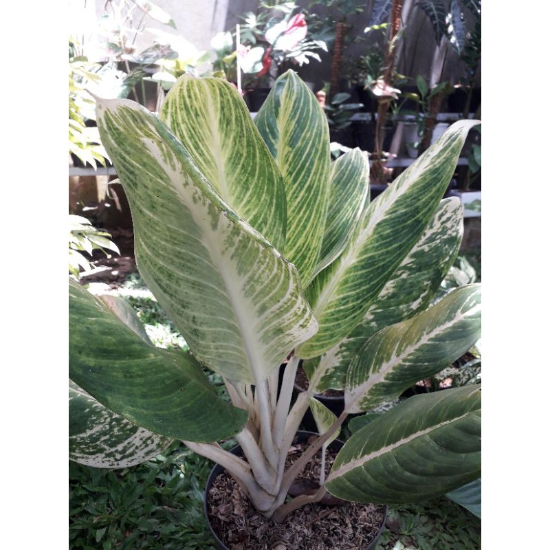 Tanaman hias Sri rejeki kuning/diven gold jumbo.