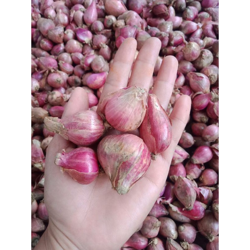 

Bawang Merah