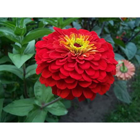 Benih-Bibit Bunga Zinnia Cherry Queen (Haira Seed)