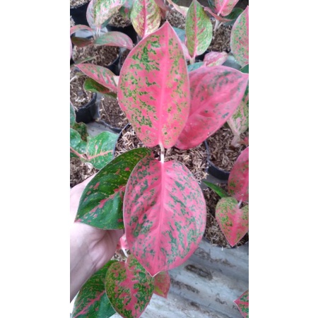 aglaonema Red stardust