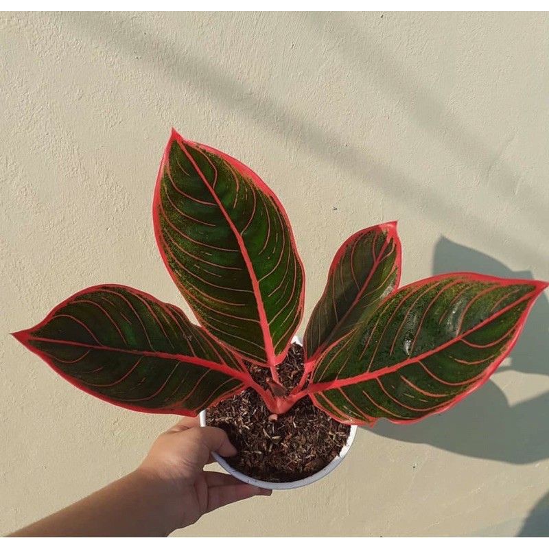 Tanaman hias Aglonema Lipstik / aglonema lipstik merah