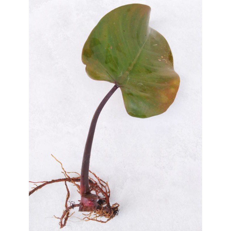 Bonggol Philodendron Pink Princess cutting