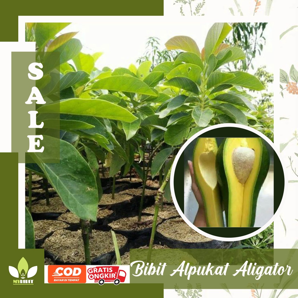BIBIT ALPUKAT ALIGATOR JUMBO SIAP BERBUAH
