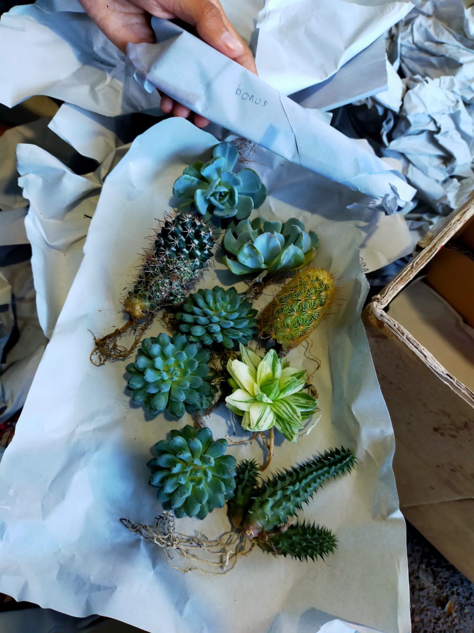 Kaktus Sukulen | 118. Mammillaria Backebergiana