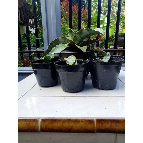 Sansevieria kirkii "Silver Blue"