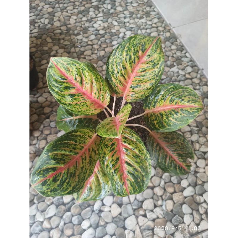 Aglonema Big Papa Indukan