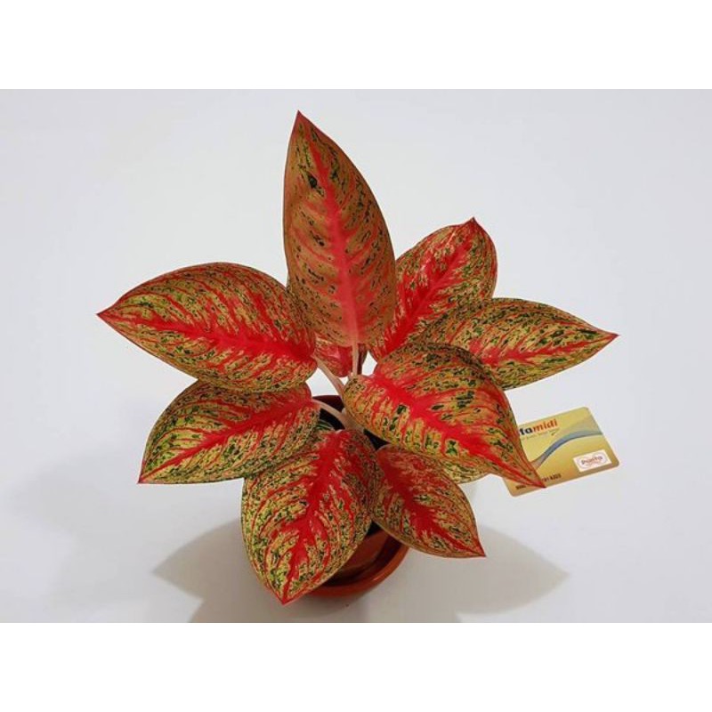 AGLONEMA LEGACY MERAH/RED LEGACY/AGLONEMA LEGASI MERAH