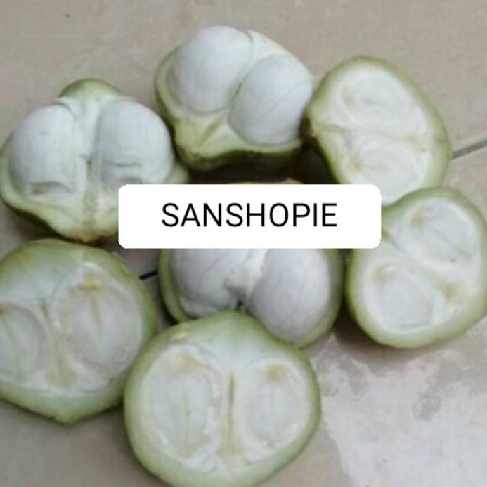 

Buah kemiri muda segar 1 kg petik langsung
