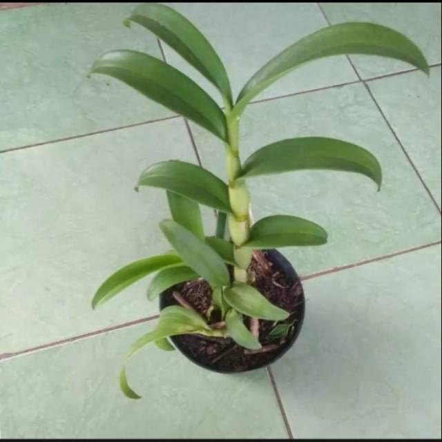 Anggrek dendrobium Remaja - Anggrek dendrobium