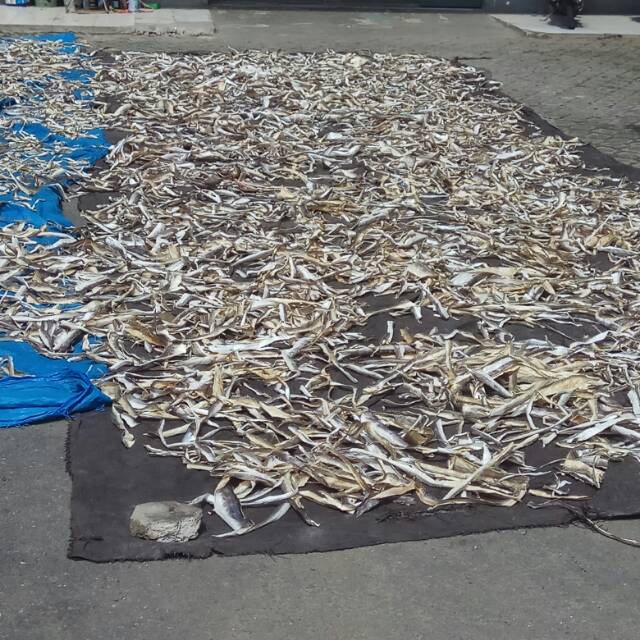 

Kerupuk kulit ikan mentah siap goreng langsung dari nelayan enak