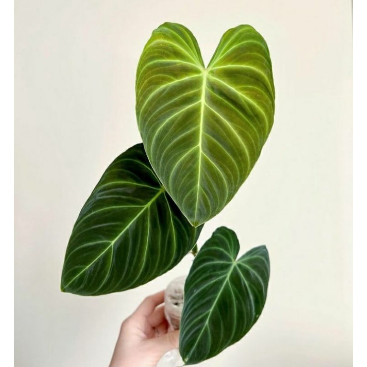 philodendron splendid