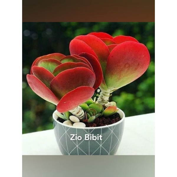 Benih Bibit Biji Kaktus Sukulen Tanaman Hias mini Clara