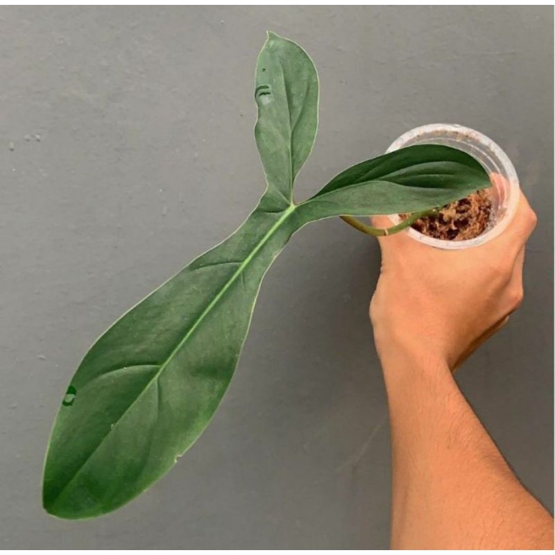 Philodendron 69686 - Philodendron Code 1 Daun