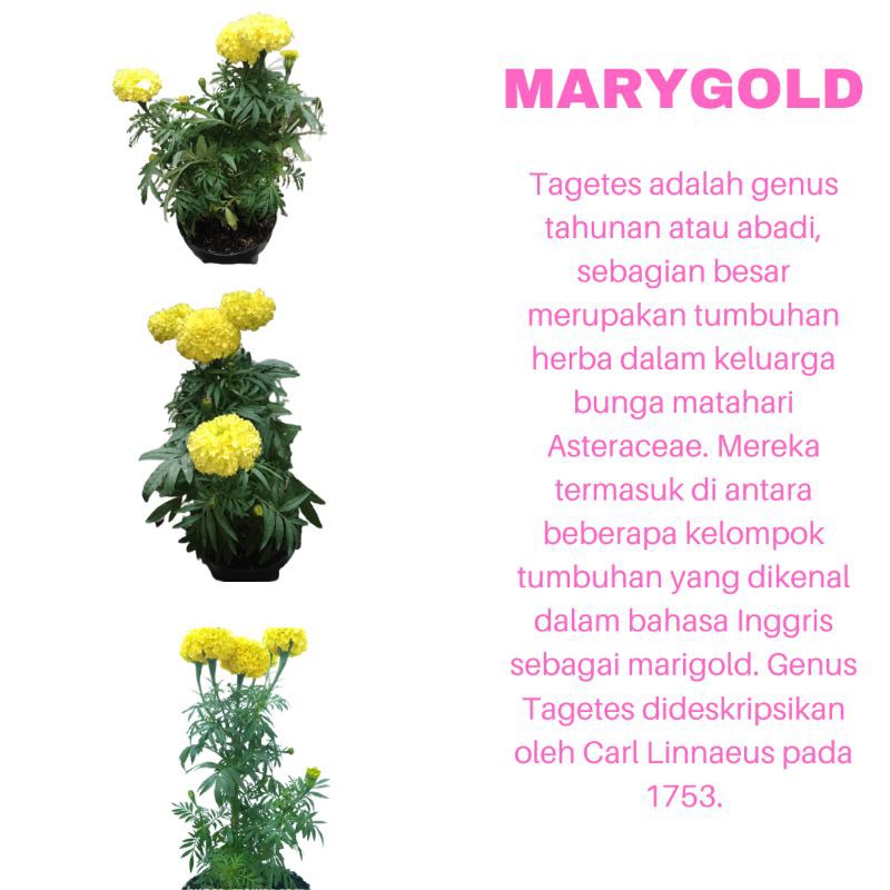 PROMO TANAMAN HIAS BUNGA MARYGOLD KUNING KUALITAS SUPER | COD