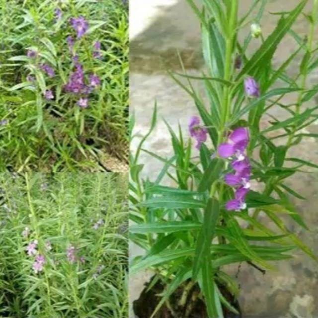Tanaman hias lavender anti nyamuk indoor outdoor