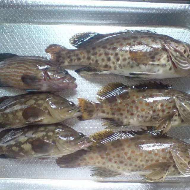 

Ikan kerapu 1 kg