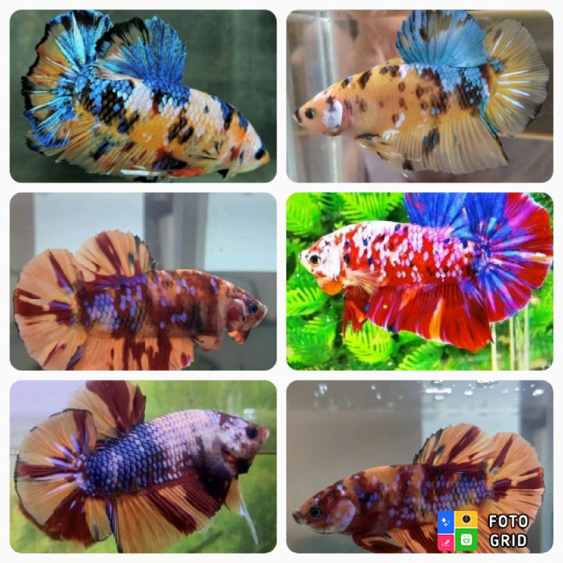 cupang giant koi nemo candy multicolour multicolor yellow red sudah mutasi