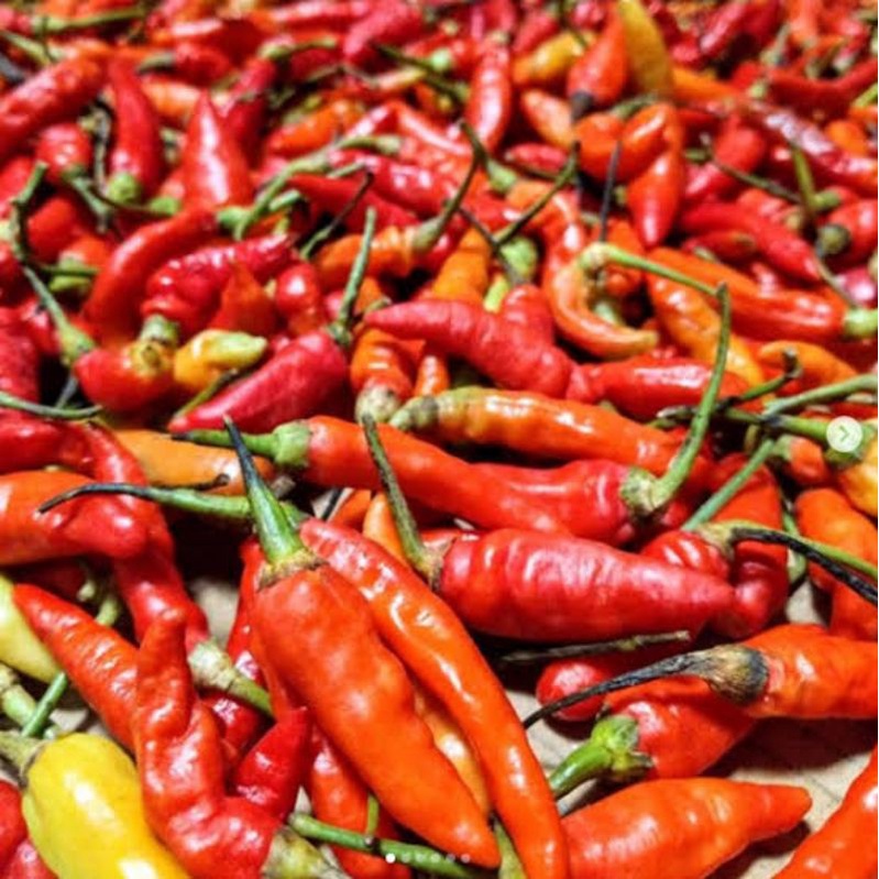 

cabei merah 1kg sudah perik dan langsung bumbunya