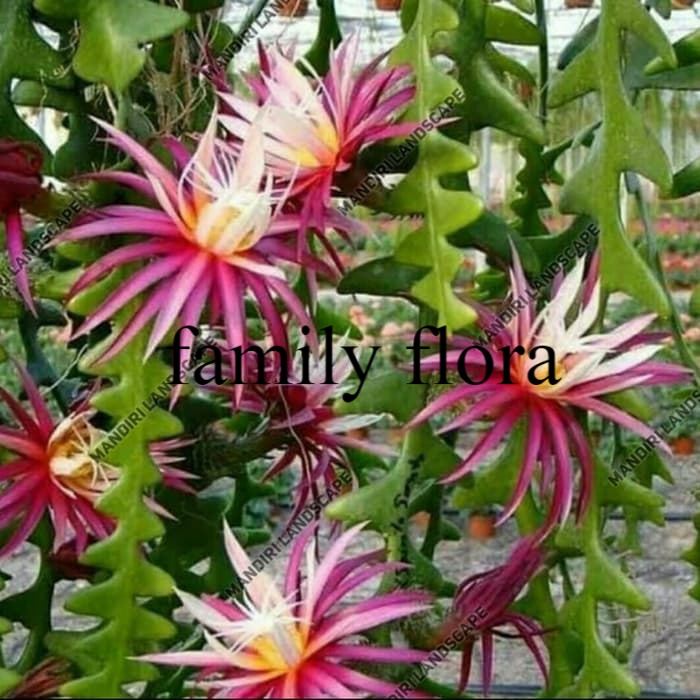 tanaman hias wijaya kusuma keris - wijaya kusuma keris