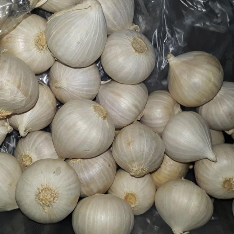 

HARGA GROSIR >> BAWANG PUTIH TUNGGAL 500 gram PREMIUM/SEGAR/HERBAL COD