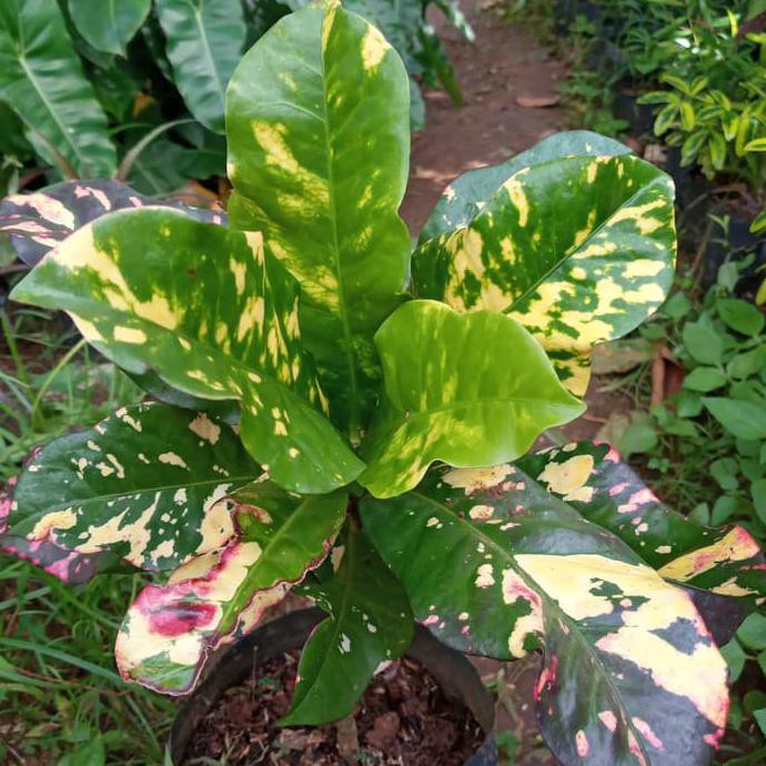 Puring Oscar-Bibit Tanaman Puring Oscar