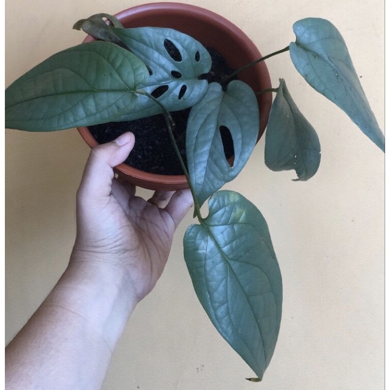 Amydrium Medium Silver