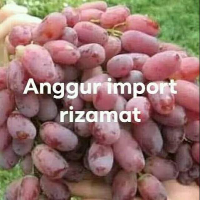 Bibit anggur import jenis rizamat
