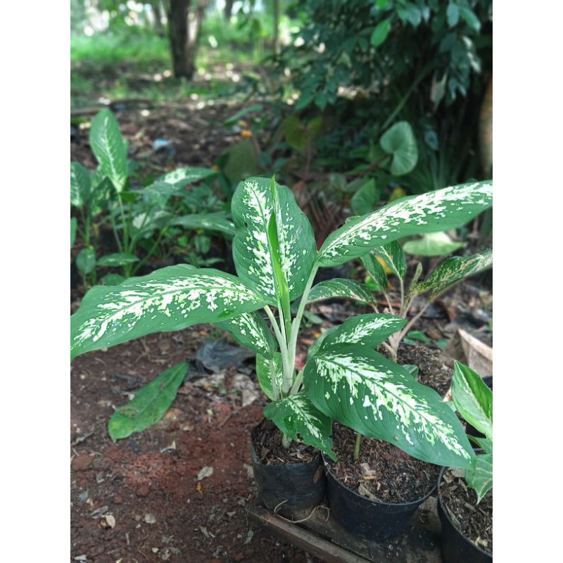 Tanaman hias blanceng - blanceng beras tumpah