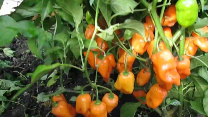 Haira Seed Bibit-Biji Cabe Super Pedas Habanero Orange