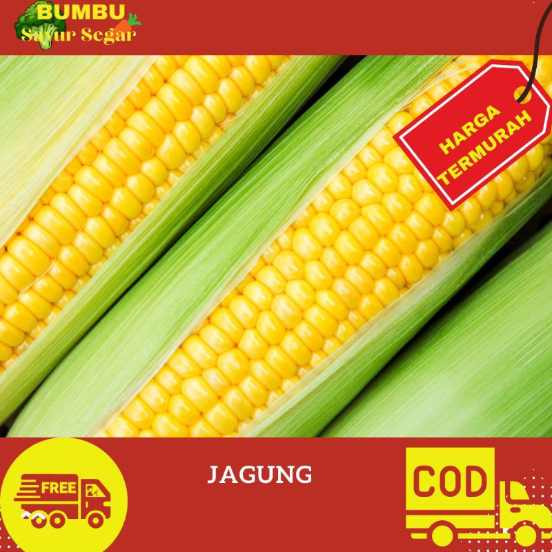

JAGUNG MANIS