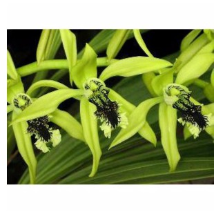 Anggrek hitam langka Cologane pandurata
