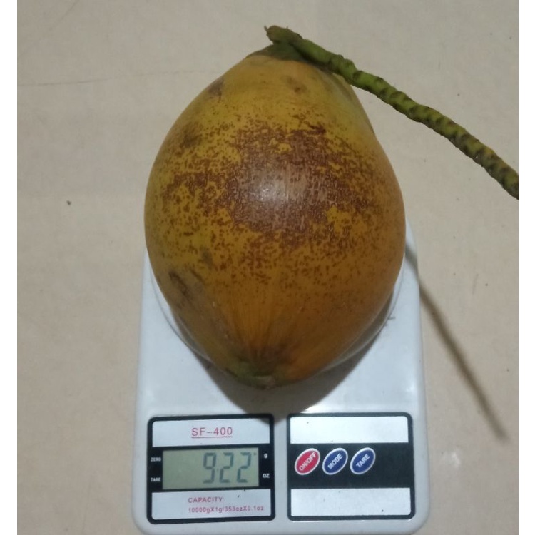 

Buah Kelapa Kopyor 100% Asli Pati Jateng // kelapa kopyor Ukuran Keliling Lingkar 40-42 cm
