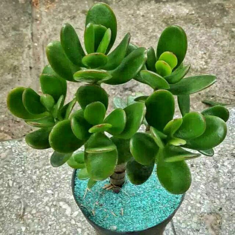 PROMO Tanaman hias Jade plant bahan bonsai / Bunga Jade plant / Pohon Jade plant / Tanaman hias hidu