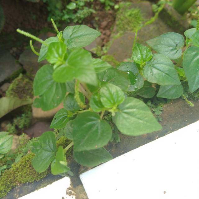 

Daun sirih cina segar